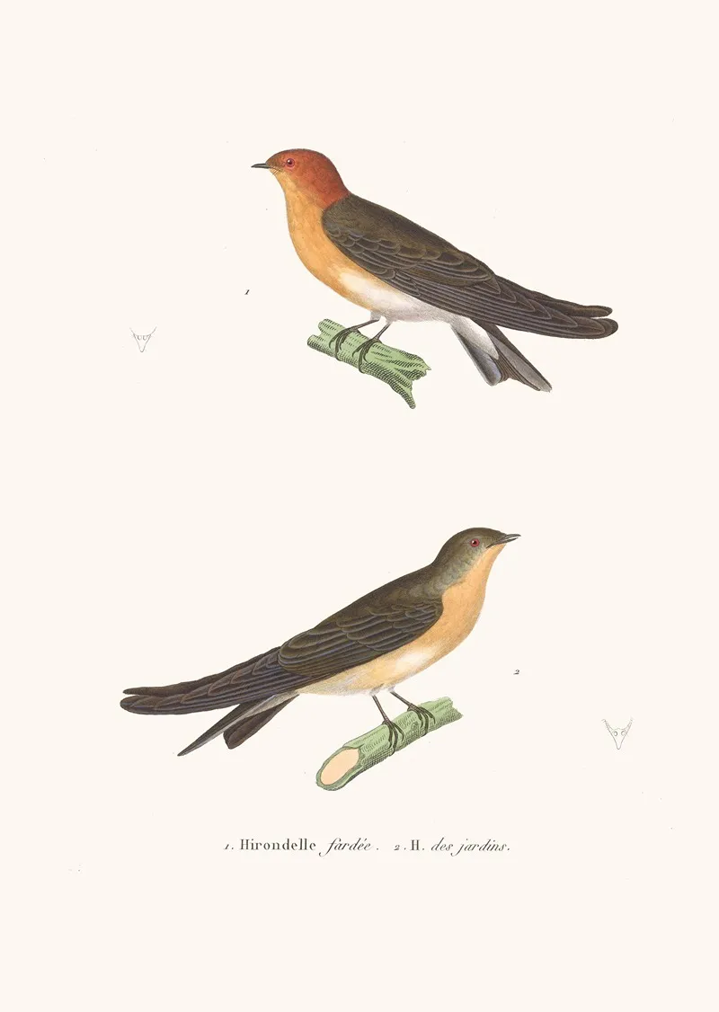 Hirondelle Fardee Wall Art by Coenraad Jacob Temminck - High-Resolution Digital Print