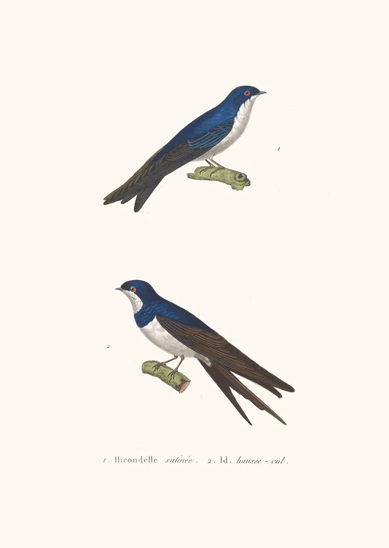 Hirondelle Satinee Wall Art by Coenraad Jacob Temminck - High-Resolution Digital Print