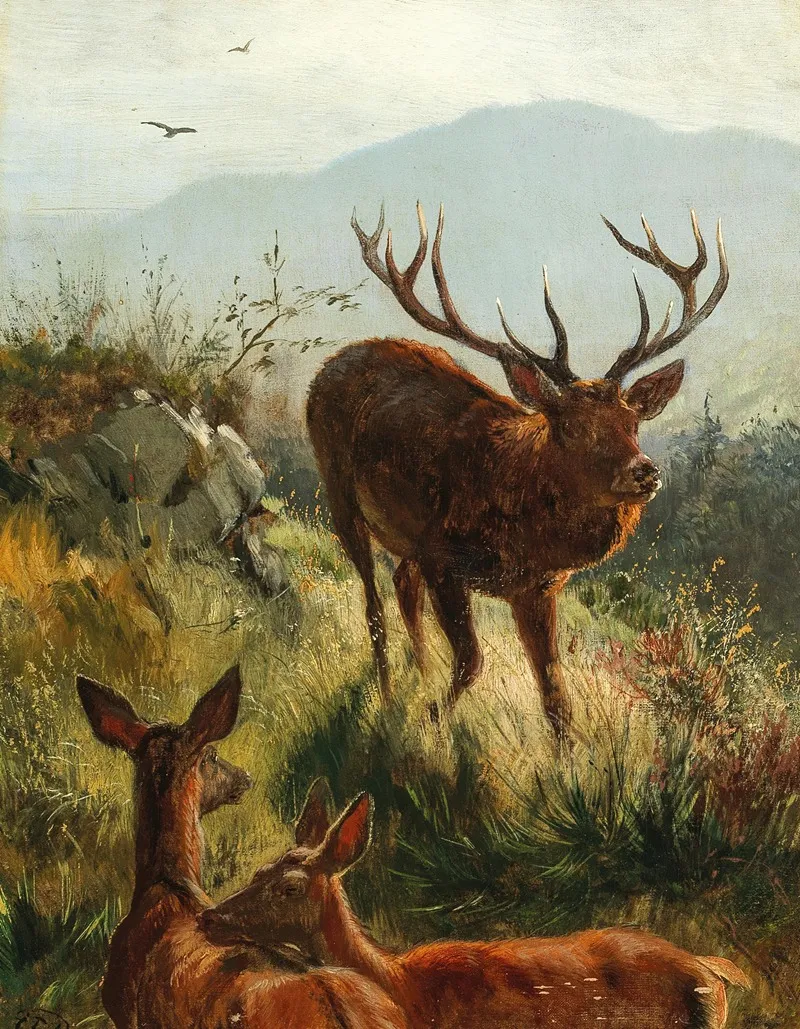 Hirsch Und Hirschkuhe Am Hugel