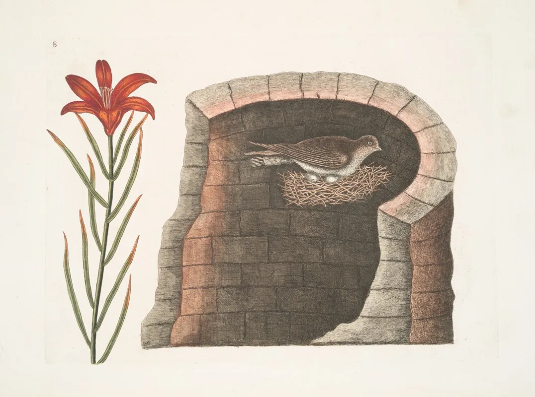 Hirundo Cauda Aculeata Americana The American Swallow Lilium Angustifolium Flore Rubro Singulari Wall Art by Mark Catesby - High-Resolution Digital Print