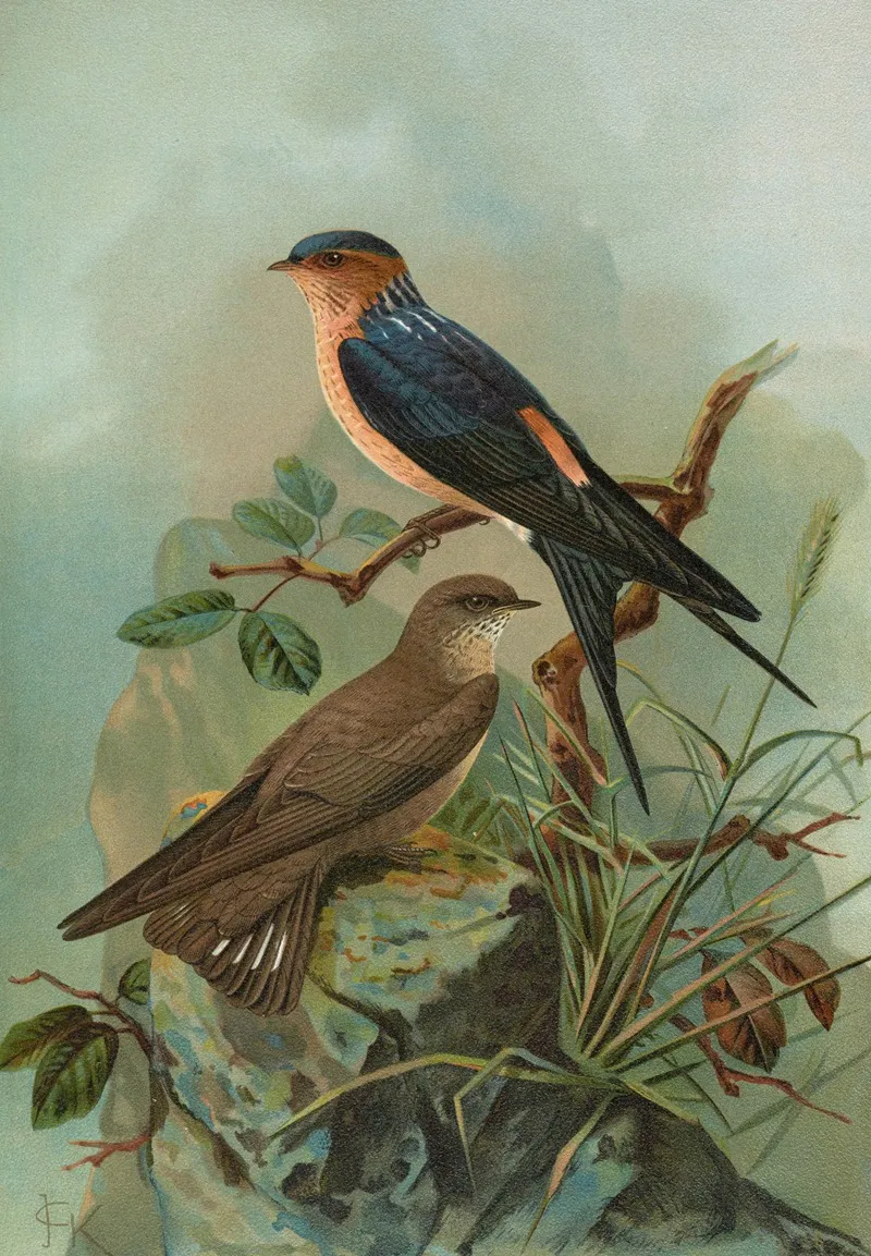 Hirundo Rufula Temm Biblis Rupestris Wall Art by Johann Friedrich Naumann - High-Resolution Digital Print
