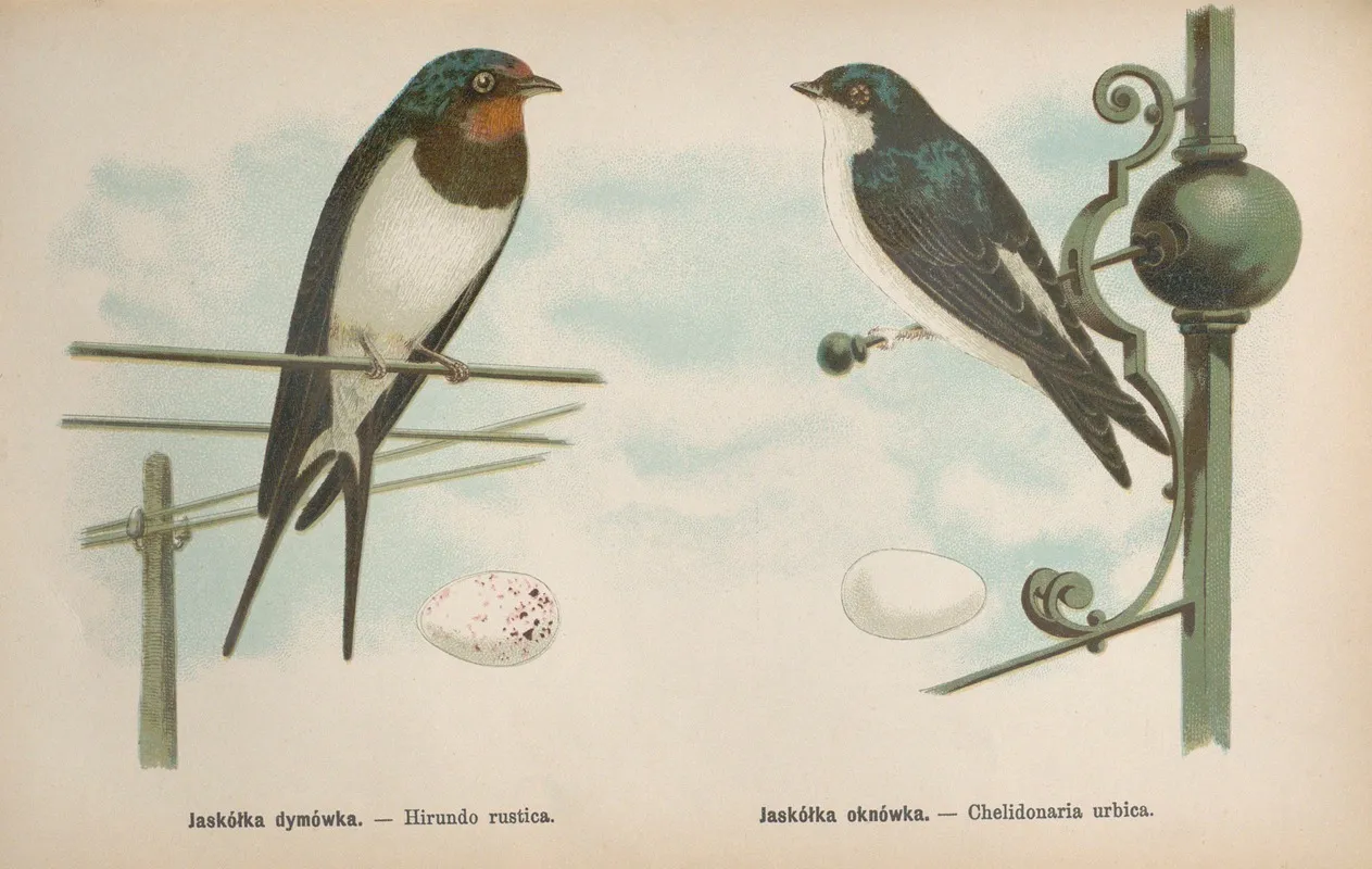 Hirundo Rustica Chelidonaria Urbica Wall Art by Bohdan Dyakowski - High-Resolution Digital Print