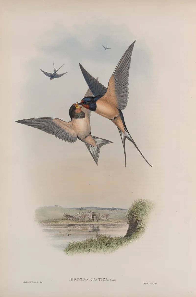 Hirundo Rustica Swallow Wall Art by John Gould - High-Resolution Digital Print