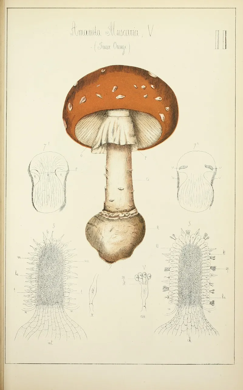 Histoire Naturelle Des Champignons Pl 02 Wall Art by Guillaume Sicard - High-Resolution Digital Print