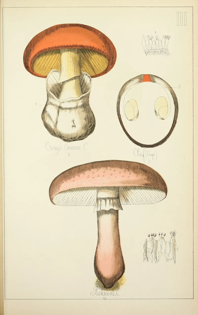 Histoire Naturelle Des Champignons Pl 03 Wall Art by Guillaume Sicard - High-Resolution Digital Print