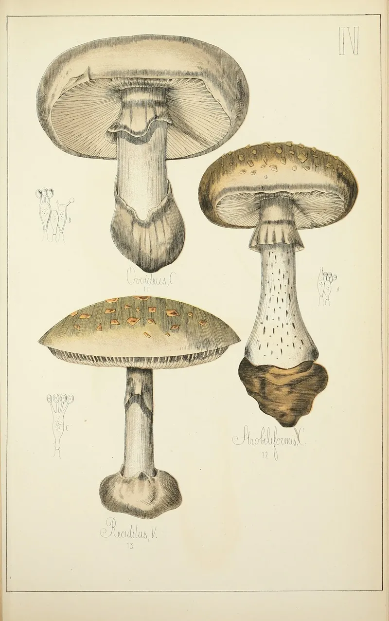 Histoire Naturelle Des Champignons Pl 04 Wall Art by Guillaume Sicard - High-Resolution Digital Print
