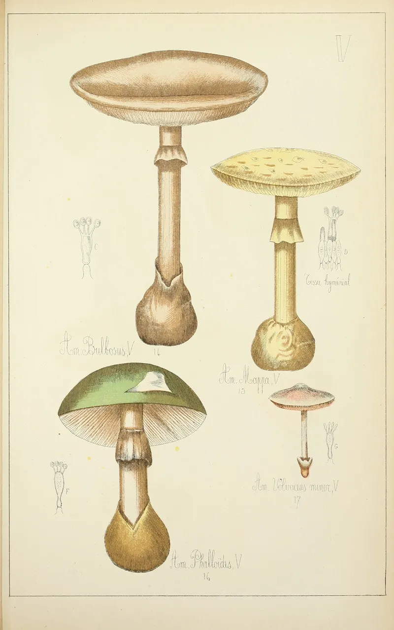Histoire Naturelle Des Champignons Pl 05 Wall Art by Guillaume Sicard - High-Resolution Digital Print