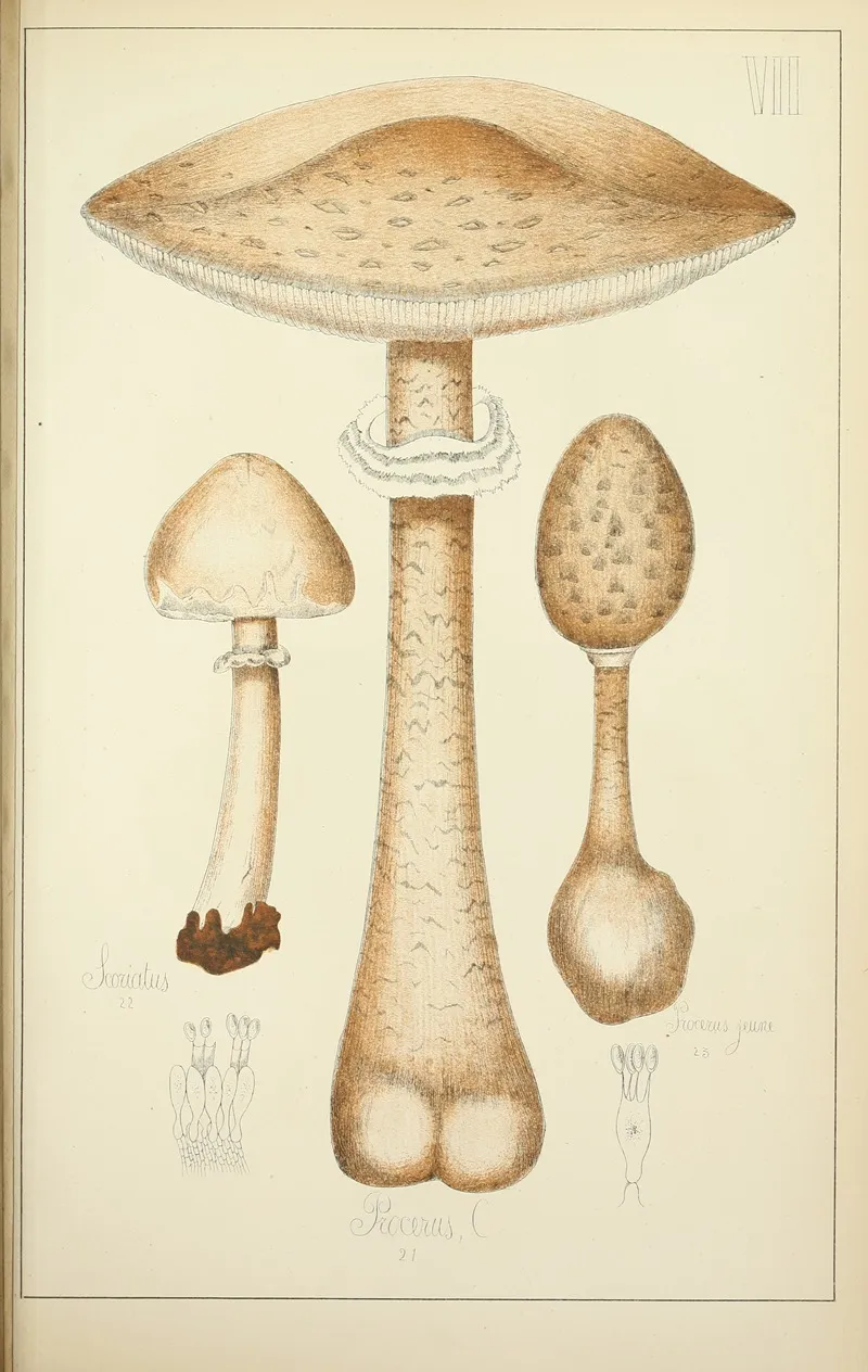 Histoire Naturelle Des Champignons Pl 07 Wall Art by Guillaume Sicard - High-Resolution Digital Print