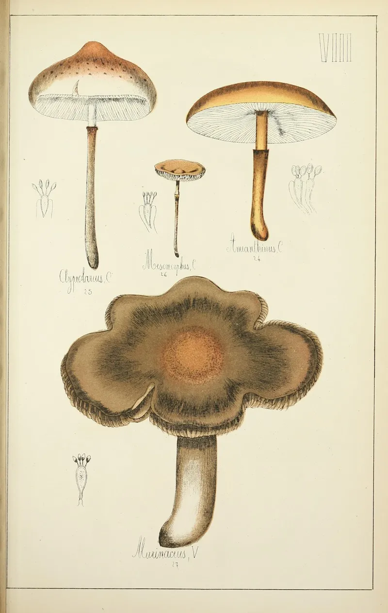 Histoire Naturelle Des Champignons Pl 08 Wall Art by Guillaume Sicard - High-Resolution Digital Print