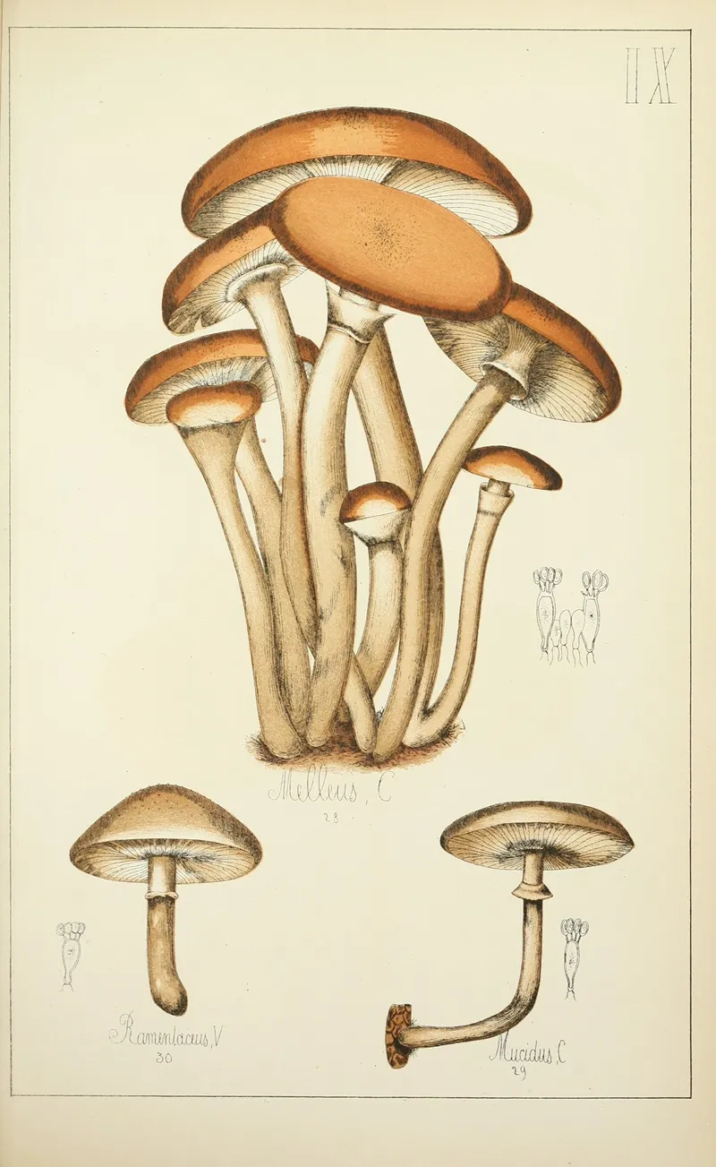 Histoire Naturelle Des Champignons Pl 09 Wall Art by Guillaume Sicard - High-Resolution Digital Print