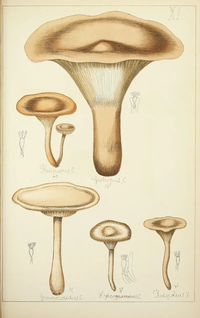 Histoire Naturelle Des Champignons Pl 11 Wall Art by Guillaume Sicard - High-Resolution Digital Print