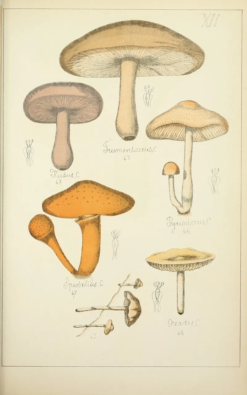 Histoire Naturelle Des Champignons Pl 12 Wall Art by Guillaume Sicard - High-Resolution Digital Print