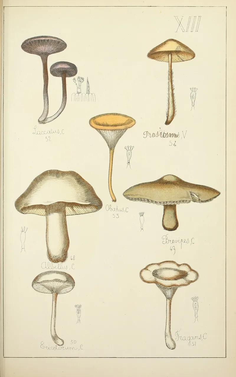 Histoire Naturelle Des Champignons Pl 13 Wall Art by Guillaume Sicard - High-Resolution Digital Print