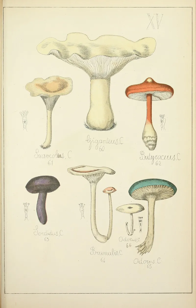 Histoire Naturelle Des Champignons Pl 15 Wall Art by Guillaume Sicard - High-Resolution Digital Print