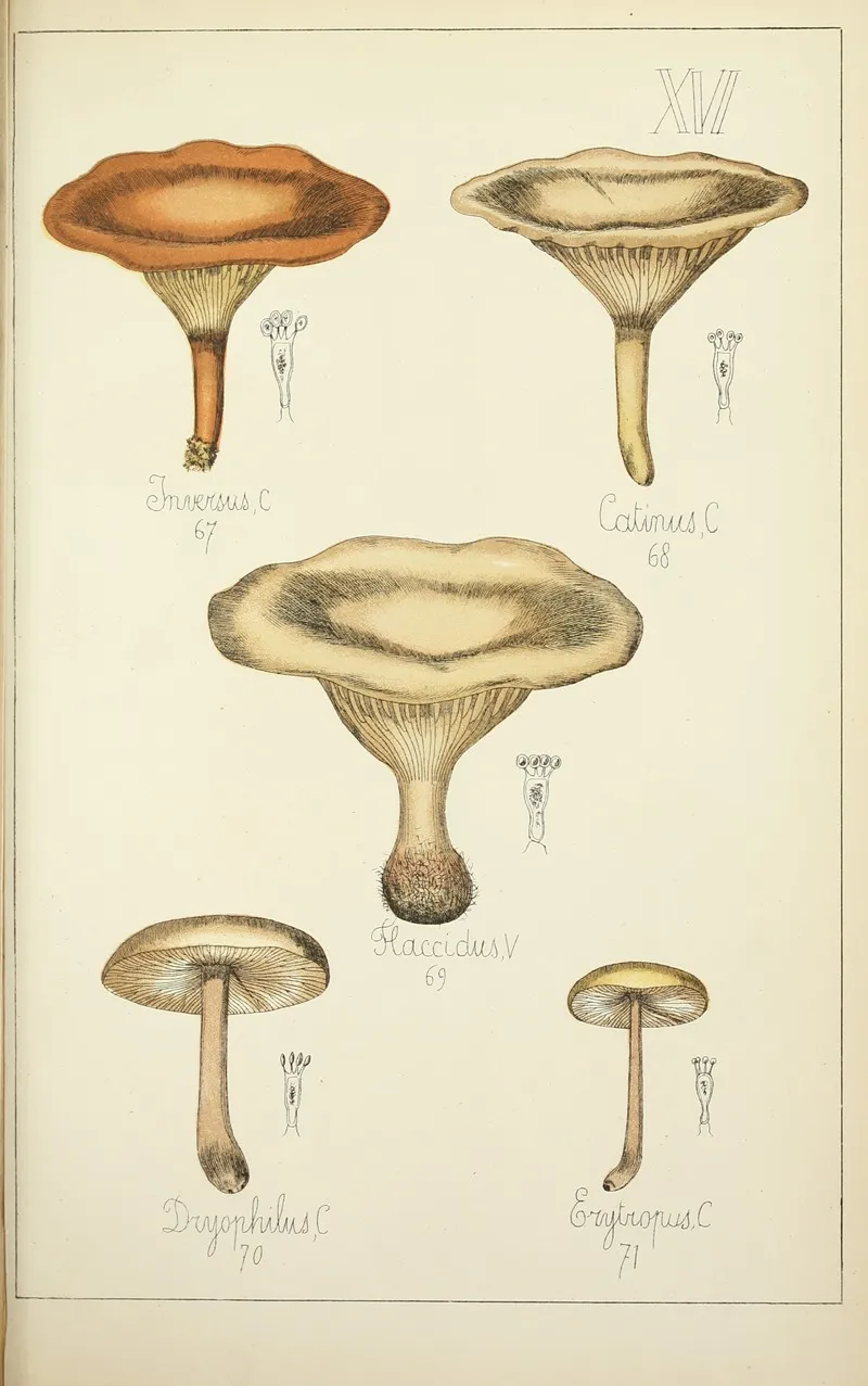 Histoire Naturelle Des Champignons Pl 16 Wall Art by Guillaume Sicard - High-Resolution Digital Print