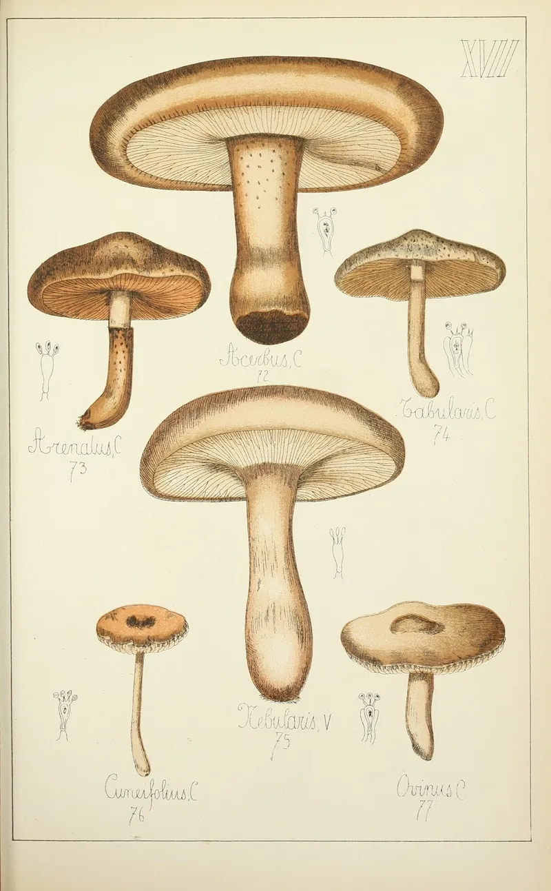 Histoire Naturelle Des Champignons Pl 17 Wall Art by Guillaume Sicard - High-Resolution Digital Print