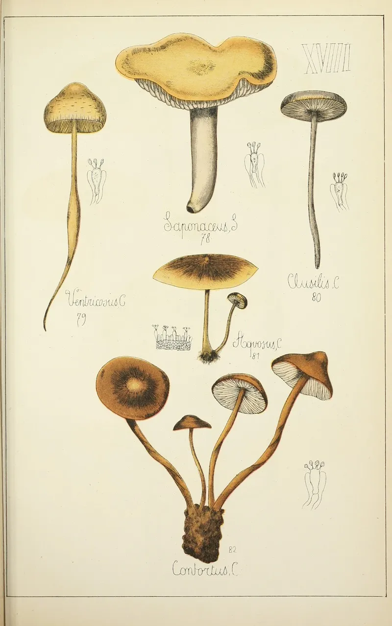 Histoire Naturelle Des Champignons Pl 18 Wall Art by Guillaume Sicard - High-Resolution Digital Print
