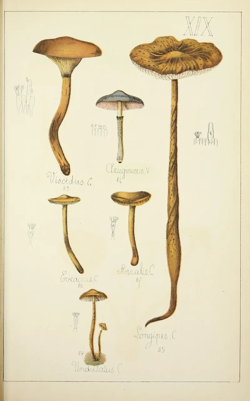 Histoire Naturelle Des Champignons Pl 19 Wall Art by Guillaume Sicard - High-Resolution Digital Print