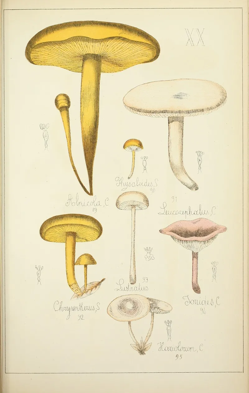 Histoire Naturelle Des Champignons Pl 20 Wall Art by Guillaume Sicard - High-Resolution Digital Print