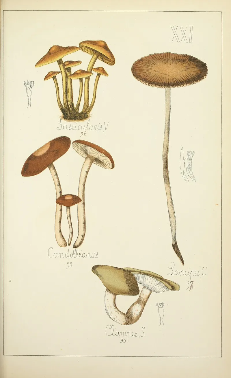 Histoire Naturelle Des Champignons Pl 21 Wall Art by Guillaume Sicard - High-Resolution Digital Print