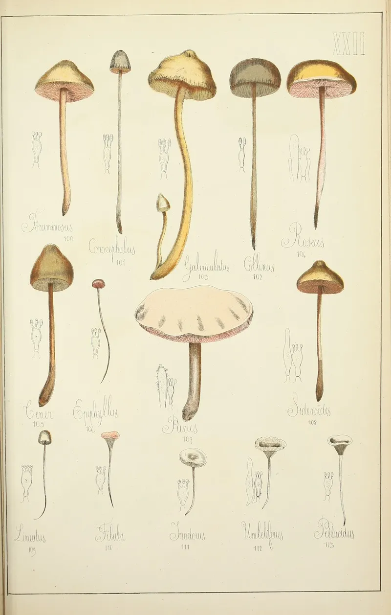 Histoire Naturelle Des Champignons Pl 22 Wall Art by Guillaume Sicard - High-Resolution Digital Print