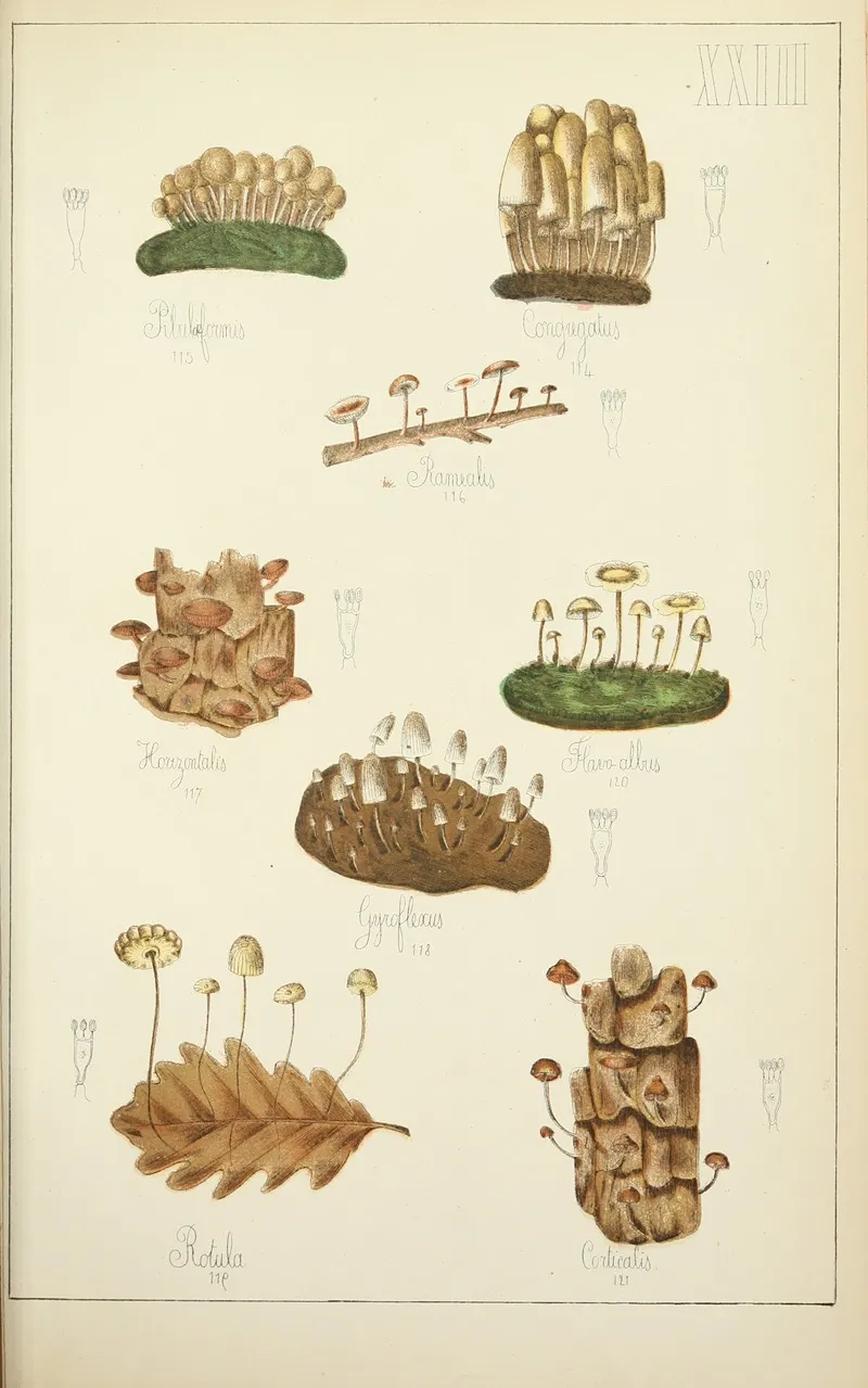Histoire Naturelle Des Champignons Pl 23 Wall Art by Guillaume Sicard - High-Resolution Digital Print