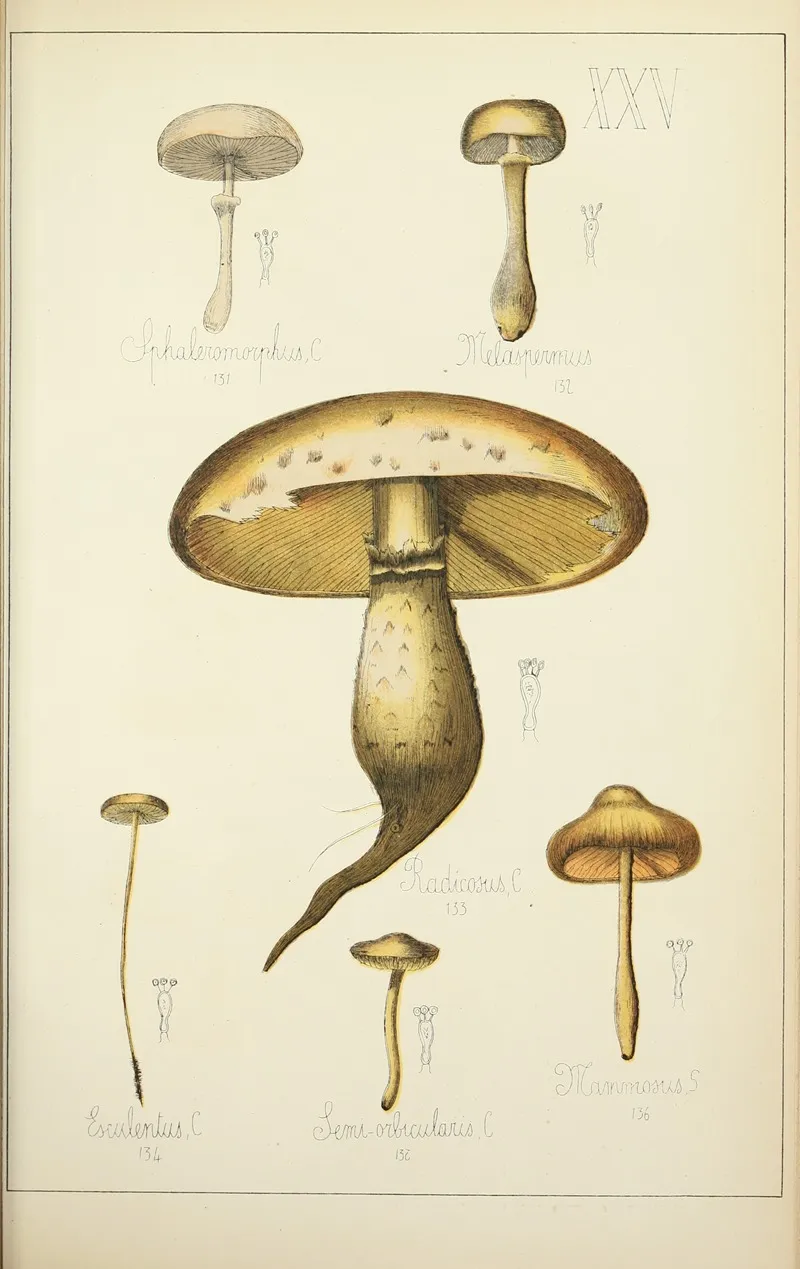 Histoire Naturelle Des Champignons Pl 25 Wall Art by Guillaume Sicard - High-Resolution Digital Print