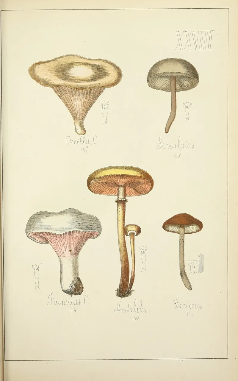 Histoire Naturelle Des Champignons Pl 28 Wall Art by Guillaume Sicard - High-Resolution Digital Print