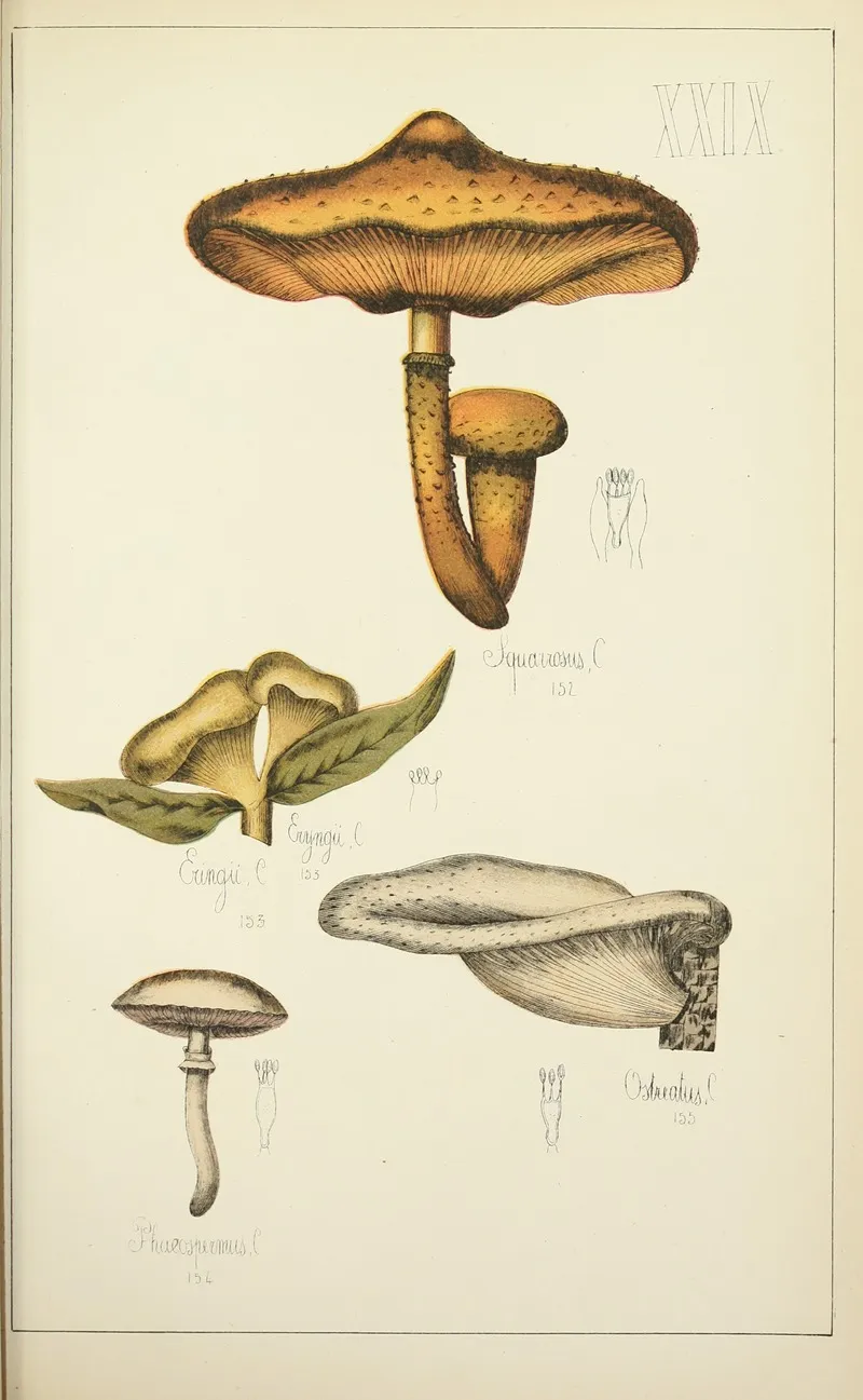 Histoire Naturelle Des Champignons Pl 29 Wall Art by Guillaume Sicard - High-Resolution Digital Print