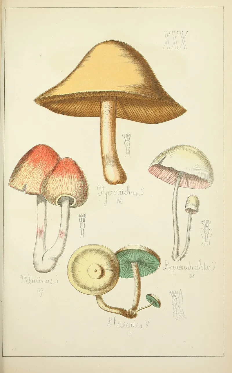 Histoire Naturelle Des Champignons Pl 30 Wall Art by Guillaume Sicard - High-Resolution Digital Print