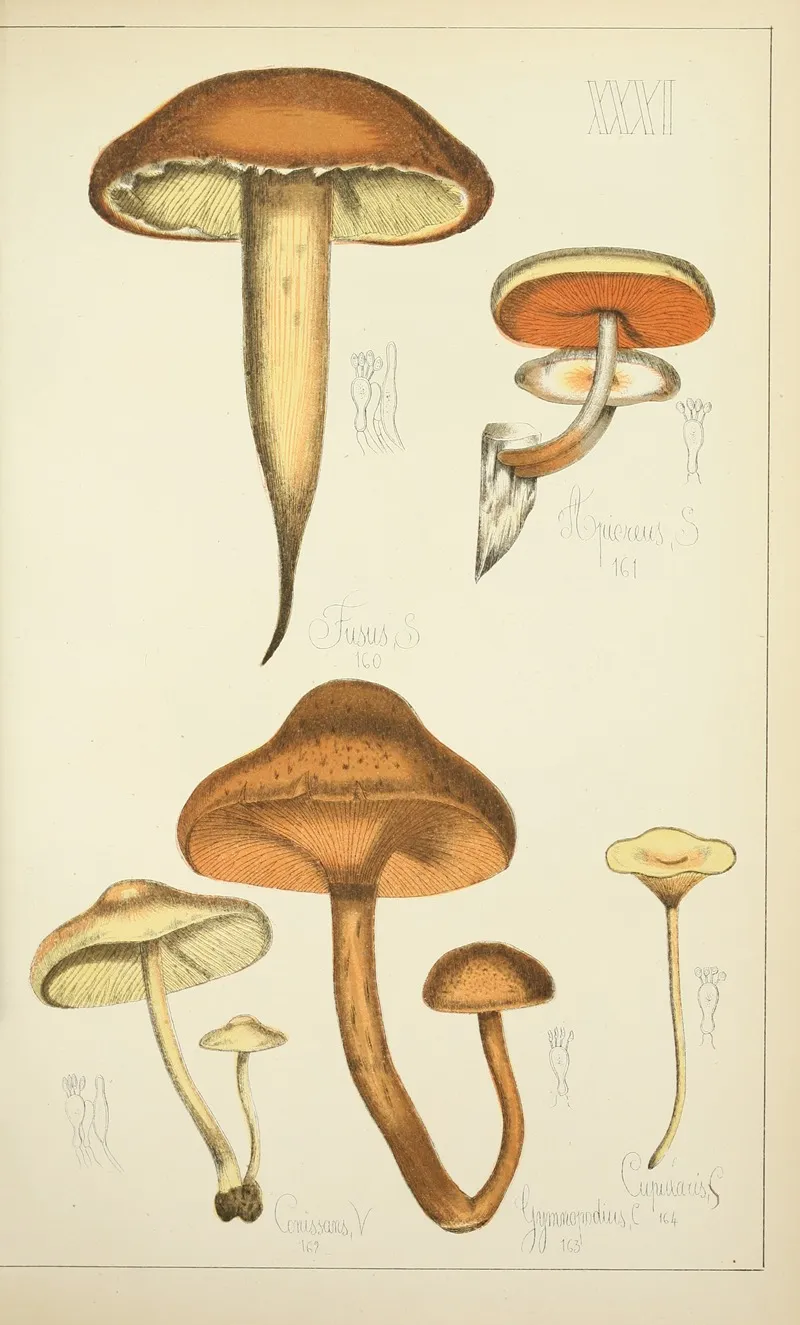 Histoire Naturelle Des Champignons Pl 31 Wall Art by Guillaume Sicard - High-Resolution Digital Print