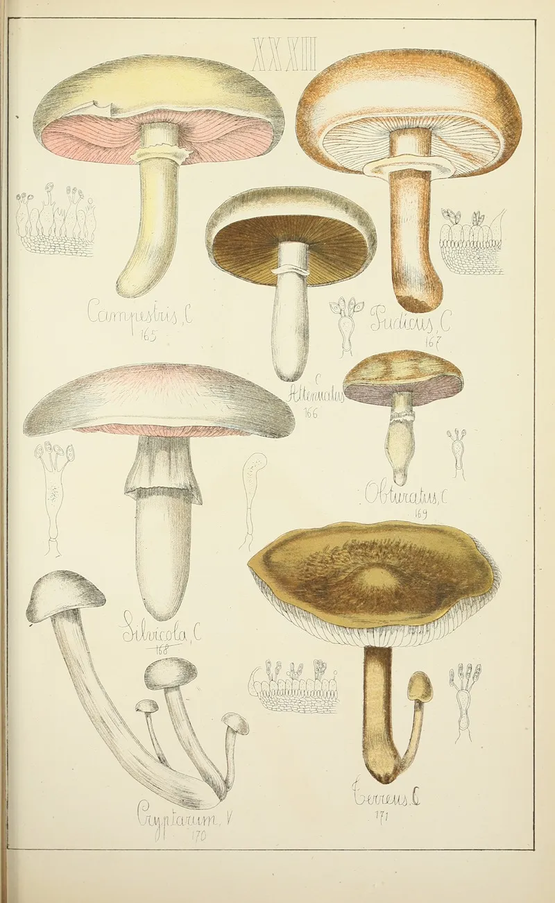 Histoire Naturelle Des Champignons Pl 32 Wall Art by Guillaume Sicard - High-Resolution Digital Print