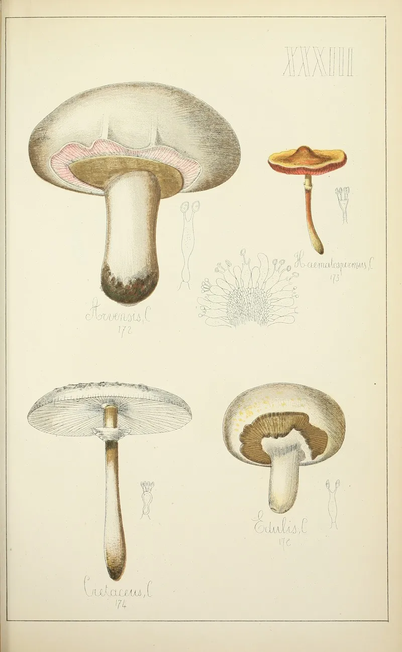 Histoire Naturelle Des Champignons Pl 33 Wall Art by Guillaume Sicard - High-Resolution Digital Print