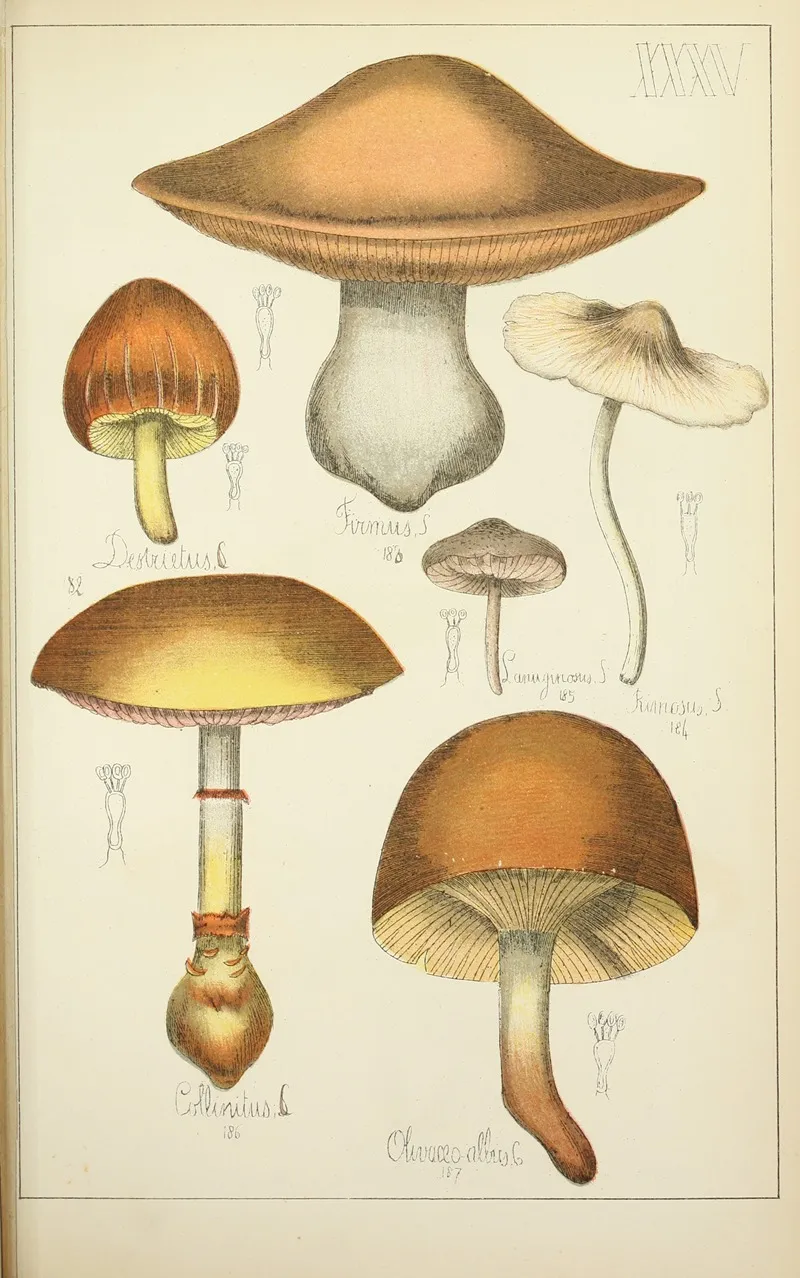 Histoire Naturelle Des Champignons Pl 35 Wall Art by Guillaume Sicard - High-Resolution Digital Print