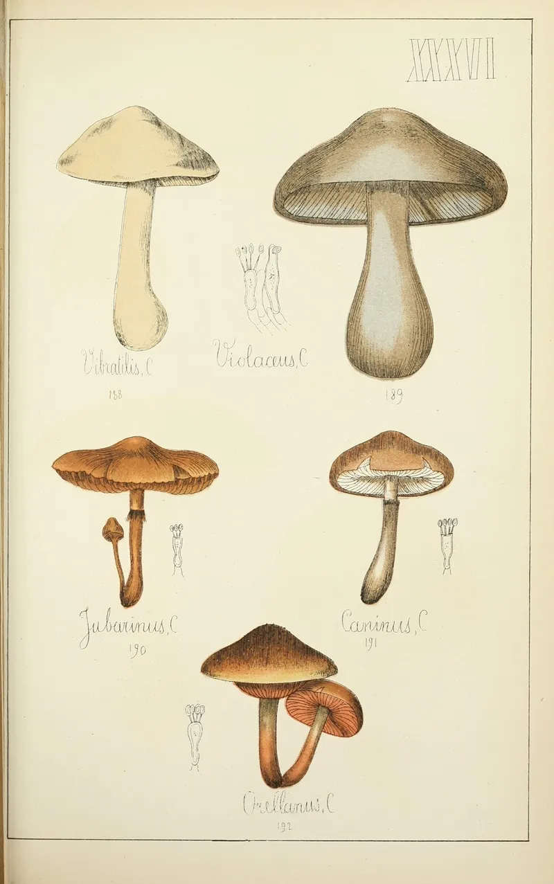 Histoire Naturelle Des Champignons Pl 36 Wall Art by Guillaume Sicard - High-Resolution Digital Print