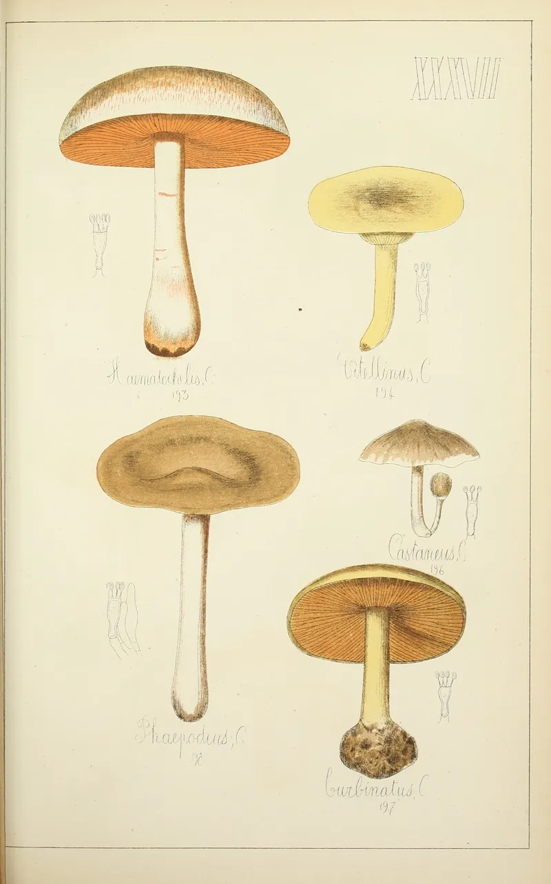 Histoire Naturelle Des Champignons Pl 37 Wall Art by Guillaume Sicard - High-Resolution Digital Print