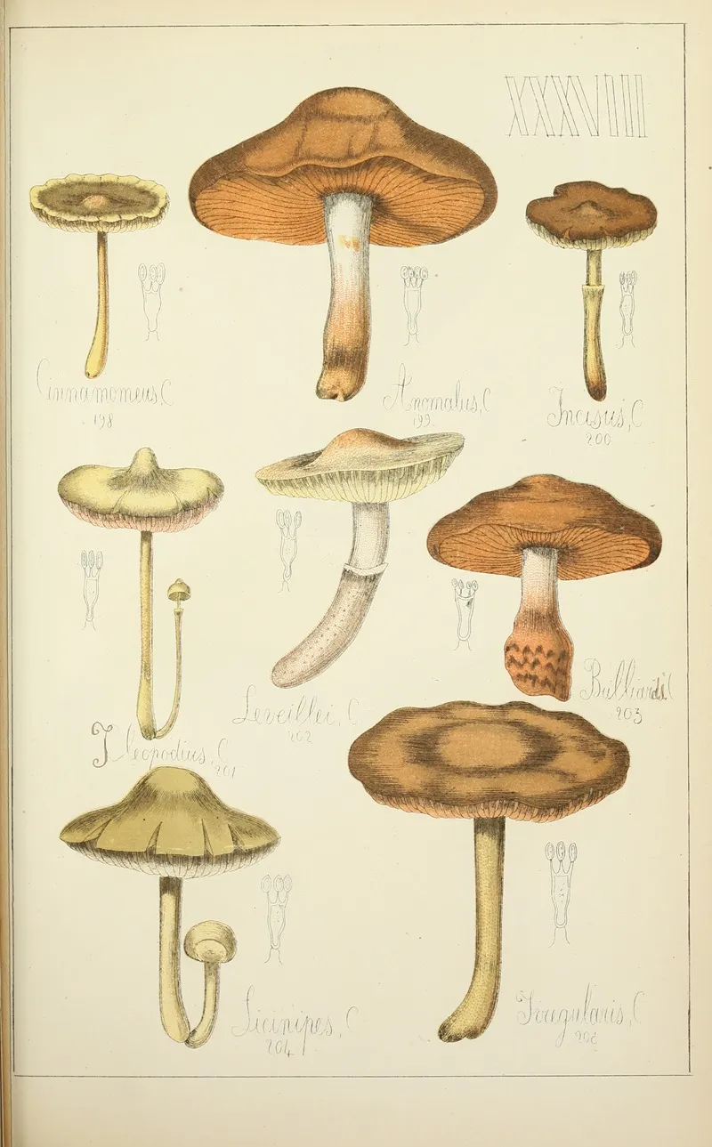 Histoire Naturelle Des Champignons Pl 38 Wall Art by Guillaume Sicard - High-Resolution Digital Print