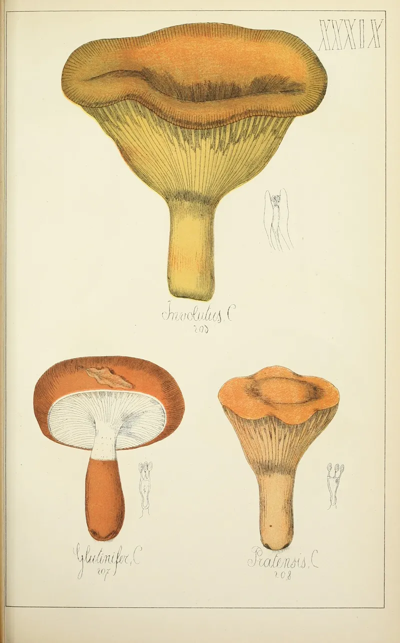 Histoire Naturelle Des Champignons Pl 39 Wall Art by Guillaume Sicard - High-Resolution Digital Print