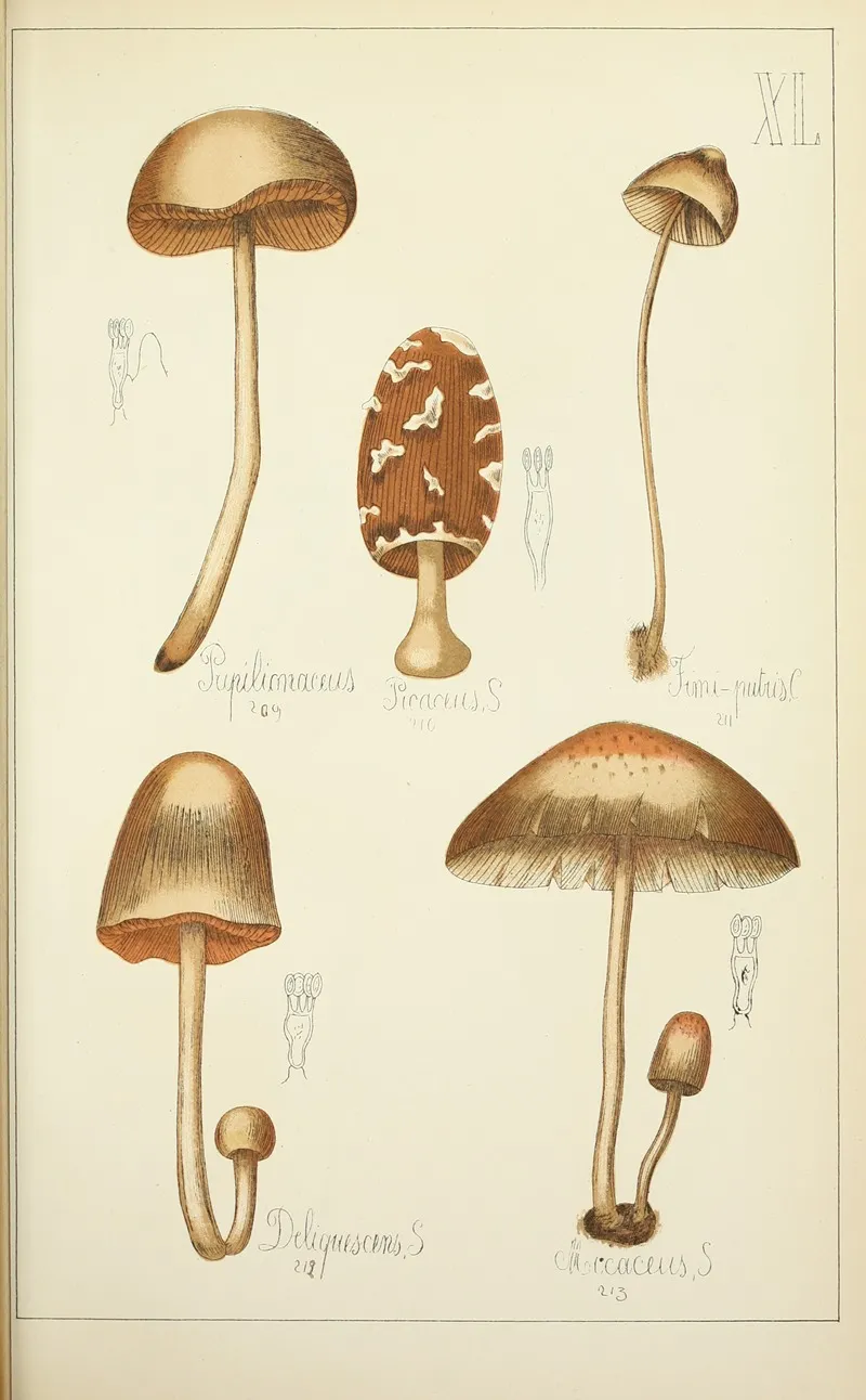 Histoire Naturelle Des Champignons Pl 40 Wall Art by Guillaume Sicard - High-Resolution Digital Print