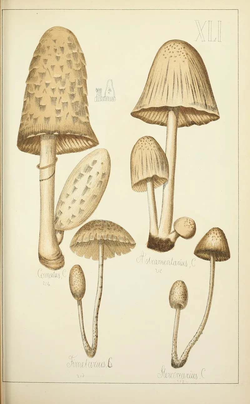 Histoire Naturelle Des Champignons Pl 41 Wall Art by Guillaume Sicard - High-Resolution Digital Print