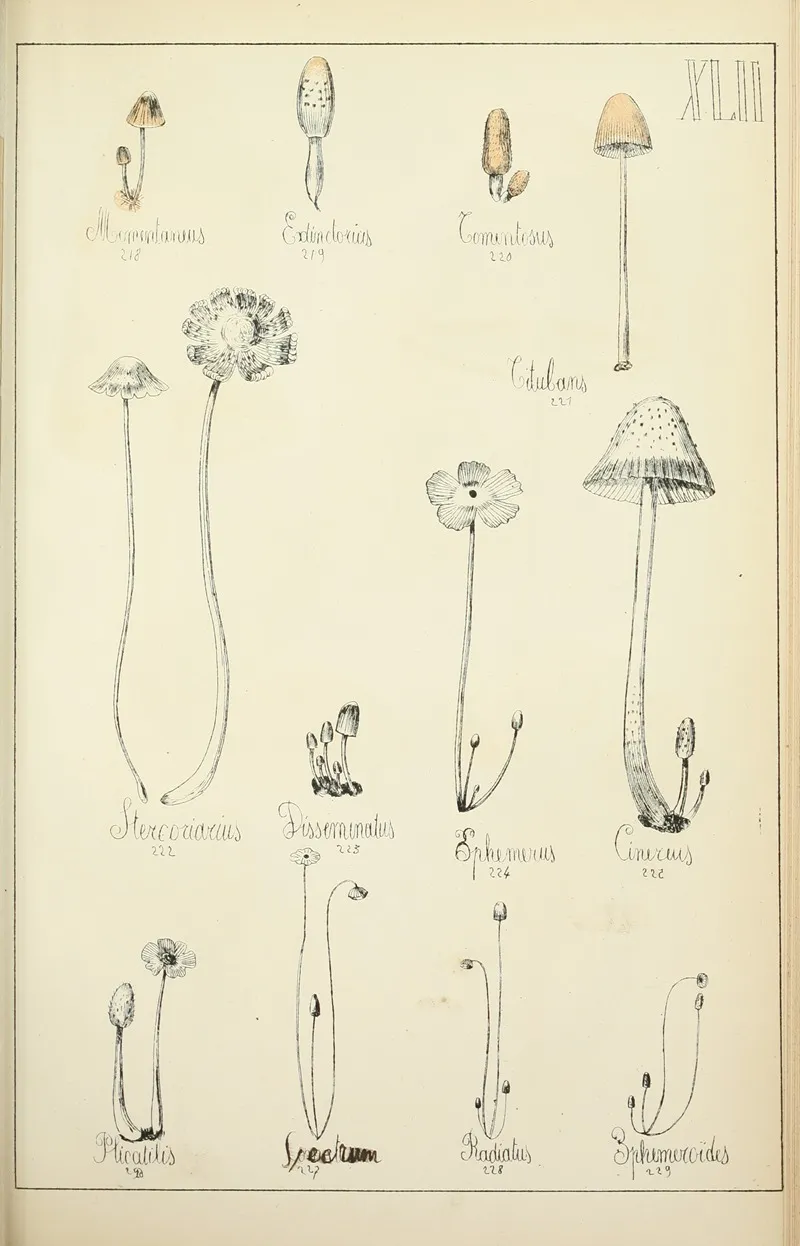Histoire Naturelle Des Champignons Pl 42 Wall Art by Guillaume Sicard - High-Resolution Digital Print