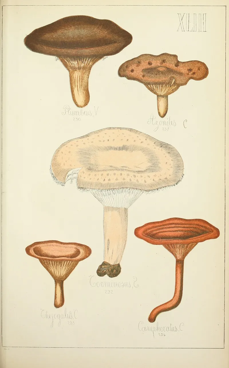 Histoire Naturelle Des Champignons Pl 43 Wall Art by Guillaume Sicard - High-Resolution Digital Print