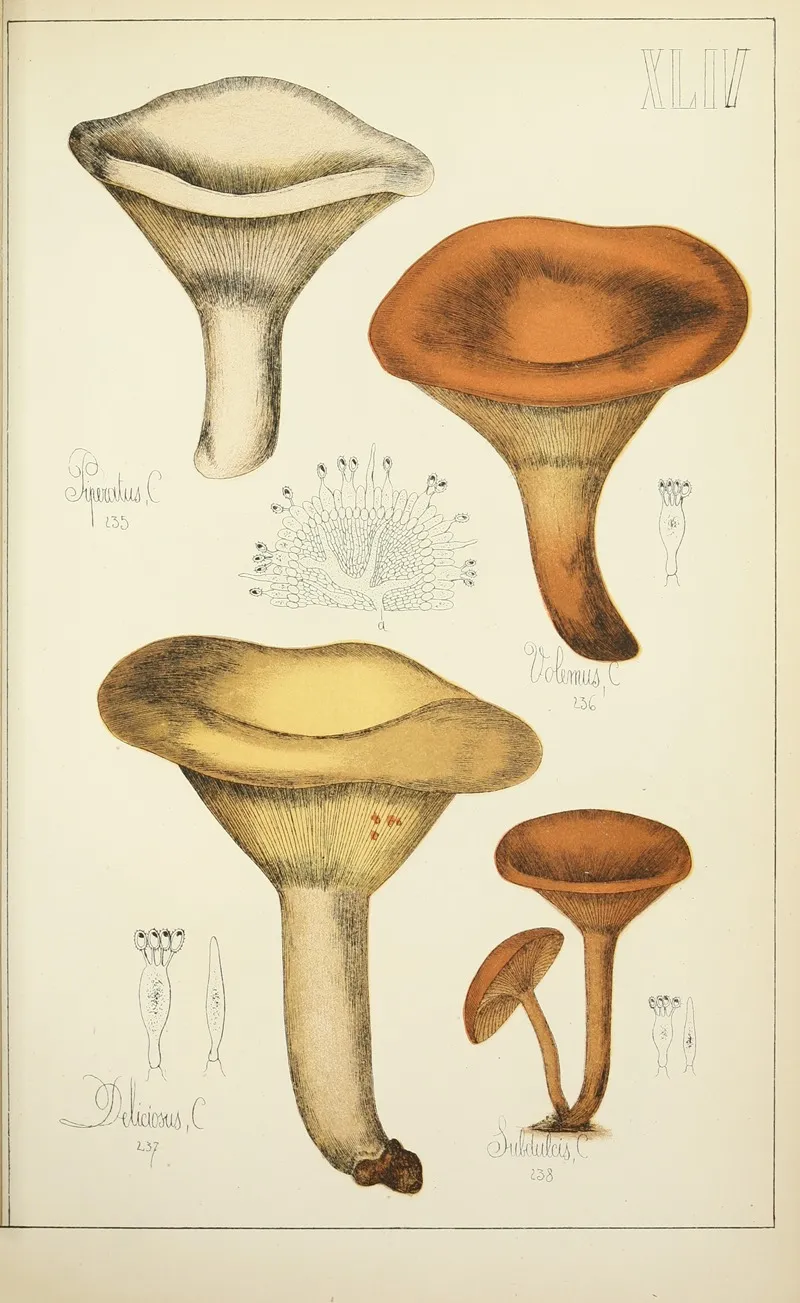 Histoire Naturelle Des Champignons Pl 44 Wall Art by Guillaume Sicard - High-Resolution Digital Print