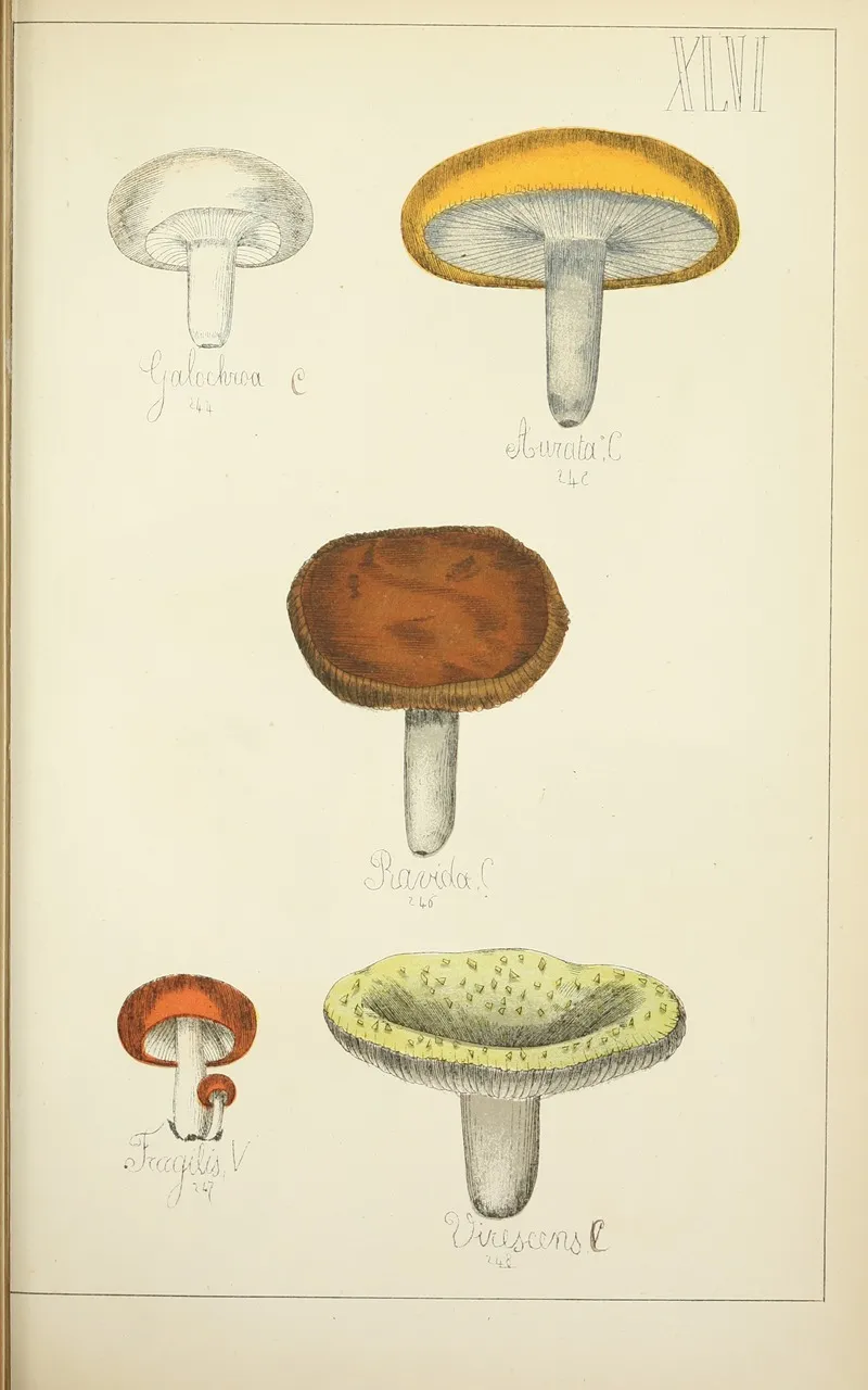 Histoire Naturelle Des Champignons Pl 46 Wall Art by Guillaume Sicard - High-Resolution Digital Print