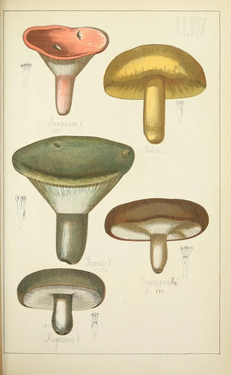 Histoire Naturelle Des Champignons Pl 47 Wall Art by Guillaume Sicard - High-Resolution Digital Print