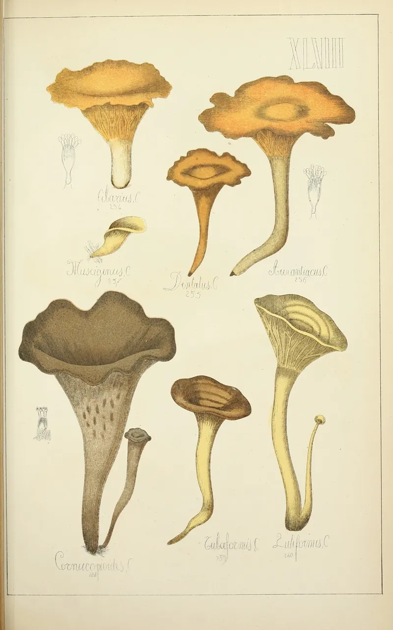 Histoire Naturelle Des Champignons Pl 48 Wall Art by Guillaume Sicard - High-Resolution Digital Print