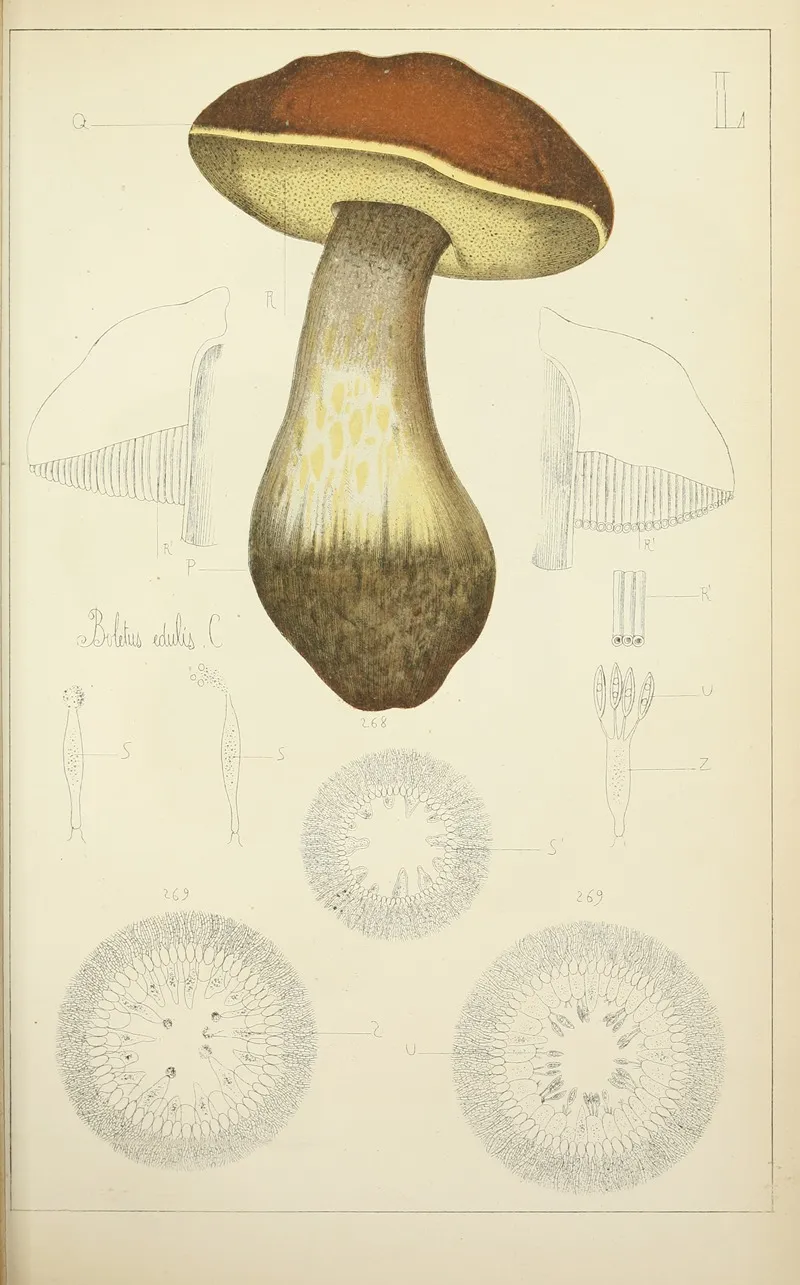 Histoire Naturelle Des Champignons Pl 50 Wall Art by Guillaume Sicard - High-Resolution Digital Print