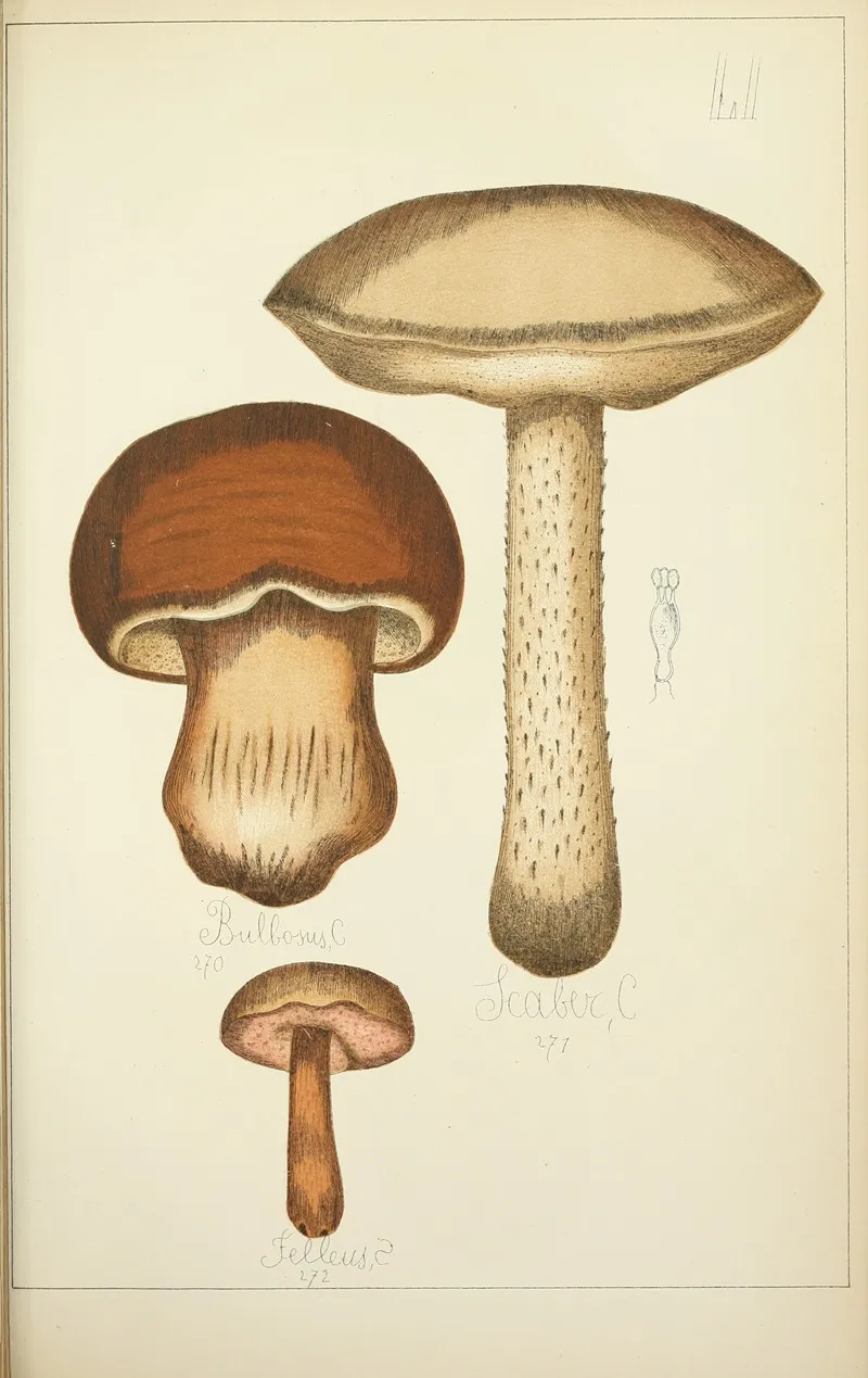Histoire Naturelle Des Champignons Pl 51 Wall Art by Guillaume Sicard - High-Resolution Digital Print