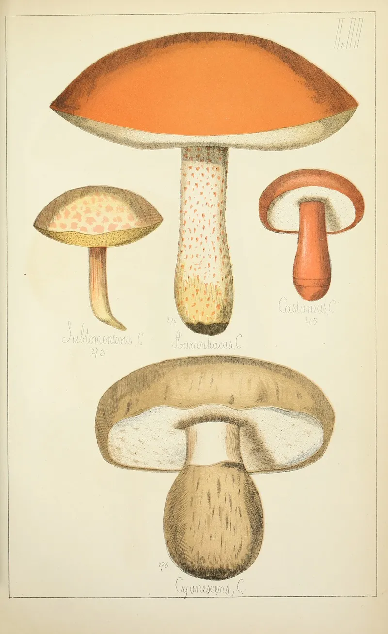 Histoire Naturelle Des Champignons Pl 52 Wall Art by Guillaume Sicard - High-Resolution Digital Print