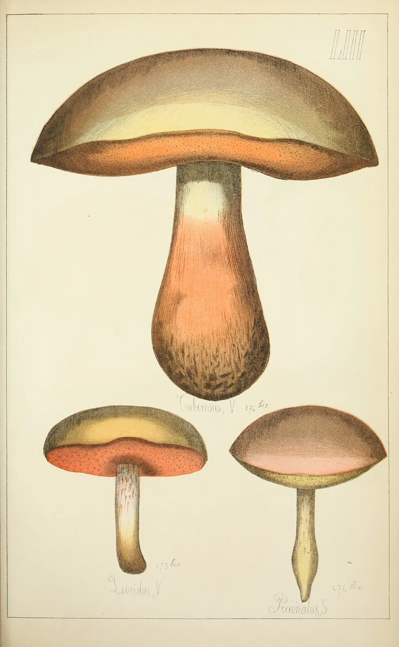 Histoire Naturelle Des Champignons Pl 53 Wall Art by Guillaume Sicard - High-Resolution Digital Print